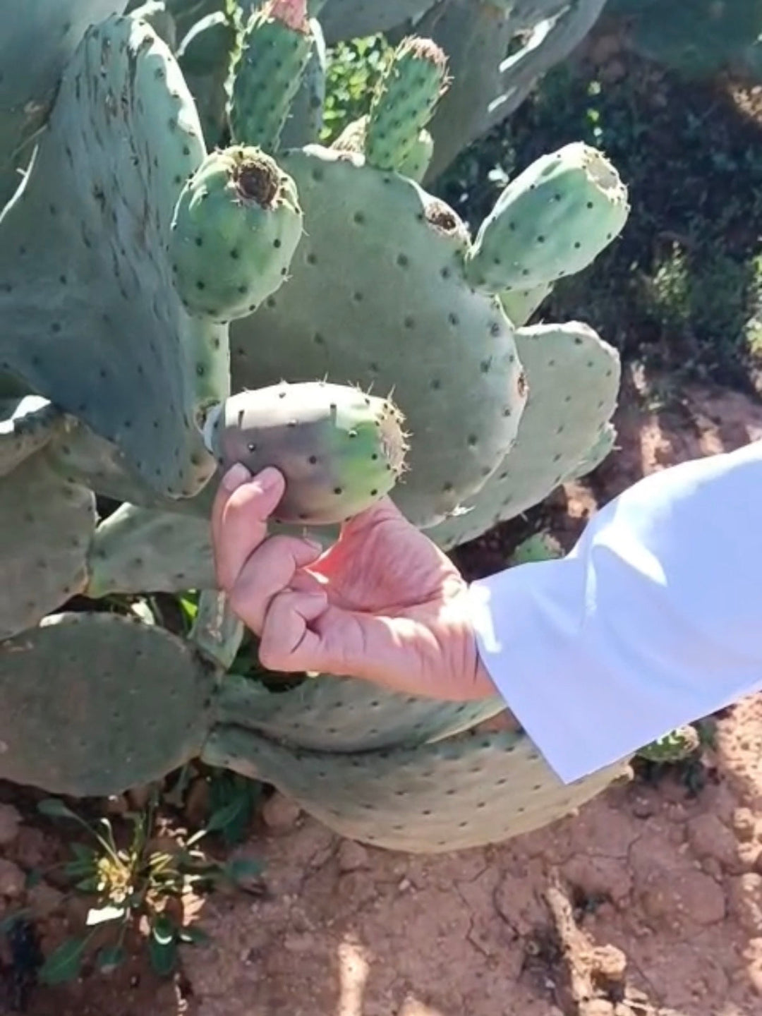 Kaktusfeigenkernöl Natürlichkeit statt Botox