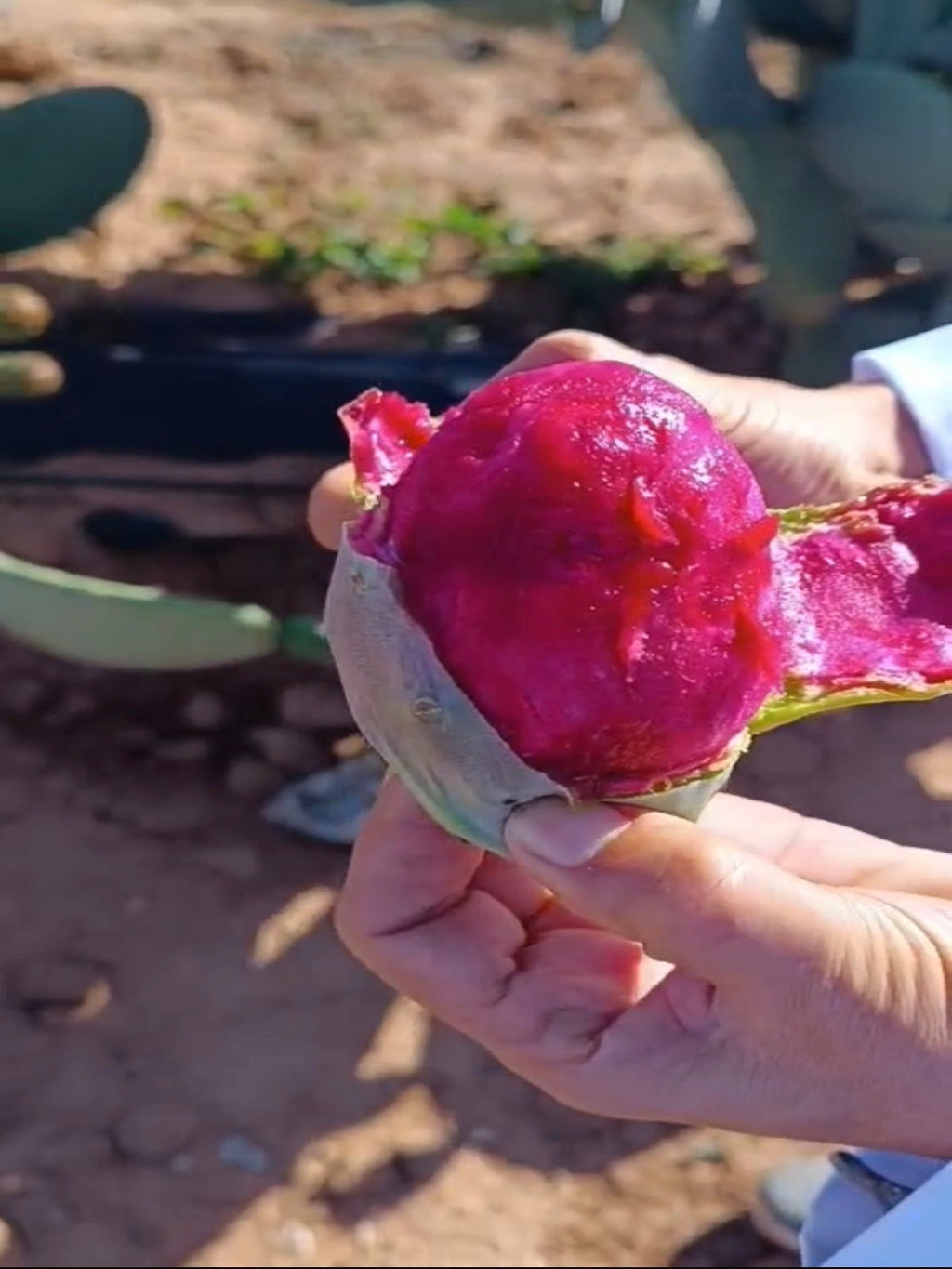 Kaktusfeigenkernöl Natürlichkeit statt Botox